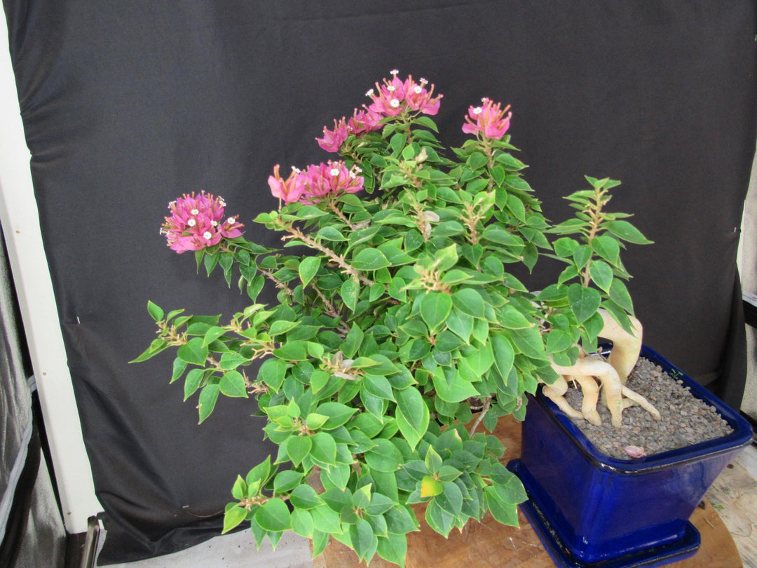 30 Year Old Pink Bougainvillea Semi Cascade Specimen Bonsai Tree - Side
