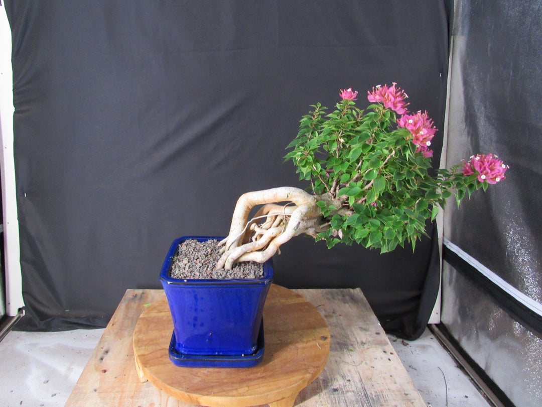 30 Year Old Pink Bougainvillea Semi Cascade Specimen Bonsai Tree - Back