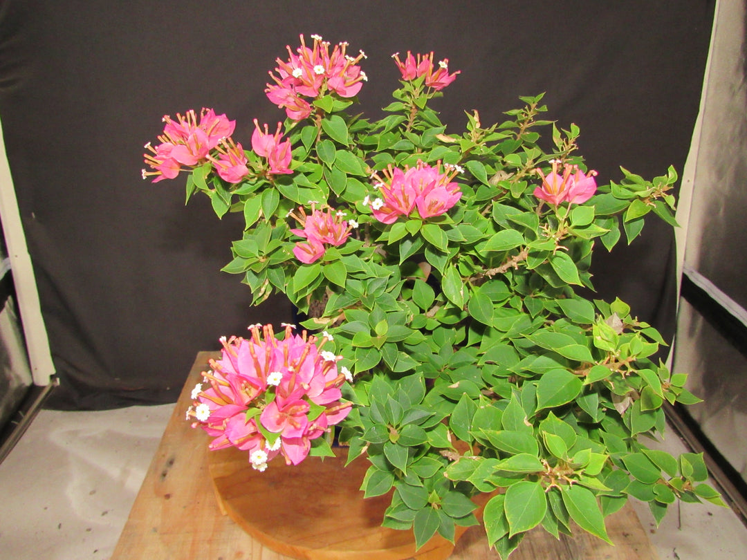 30 Year Old Pink Bougainvillea Semi Cascade Specimen Bonsai Tree - Canopy