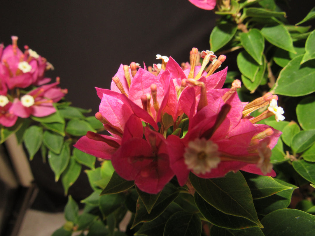 30 Year Old Pink Bougainvillea Semi Cascade Specimen Bonsai Tree - Flower