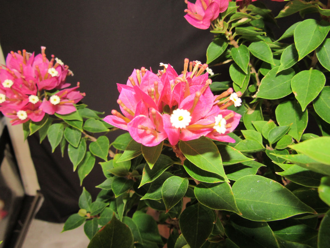 30 Year Old Pink Bougainvillea Semi Cascade Specimen Bonsai Tree - Flower Bright