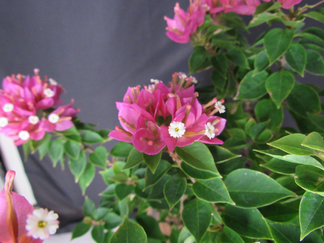 30 Year Old Pink Bougainvillea Semi Cascade Specimen Bonsai Tree - Flower Detail