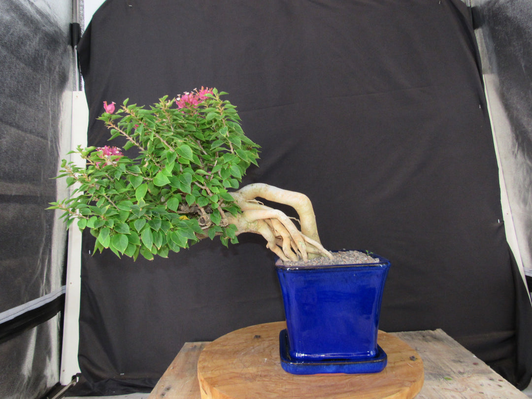 30 Year Old Pink Bougainvillea Semi Cascade Specimen Bonsai Tree - Front