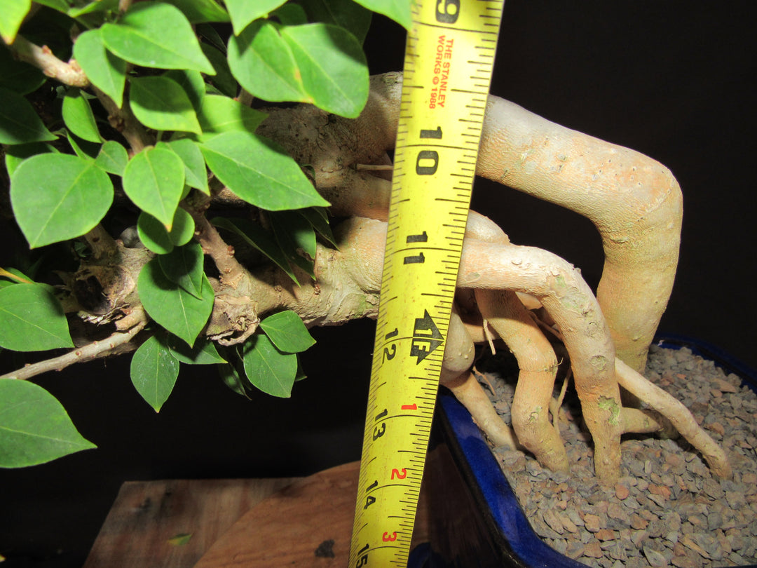 30 Year Old Pink Bougainvillea Semi Cascade Specimen Bonsai Tree - Height