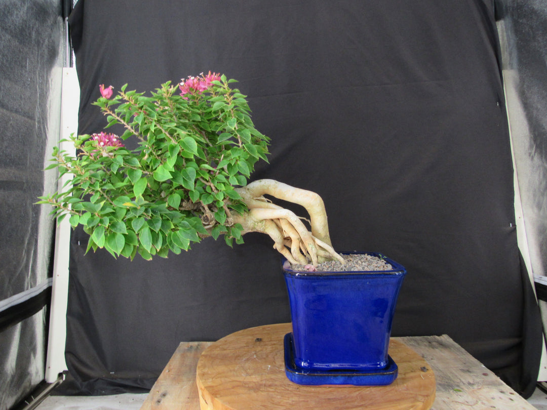 30 Year Old Pink Bougainvillea Semi Cascade Specimen Bonsai Tree - Profile