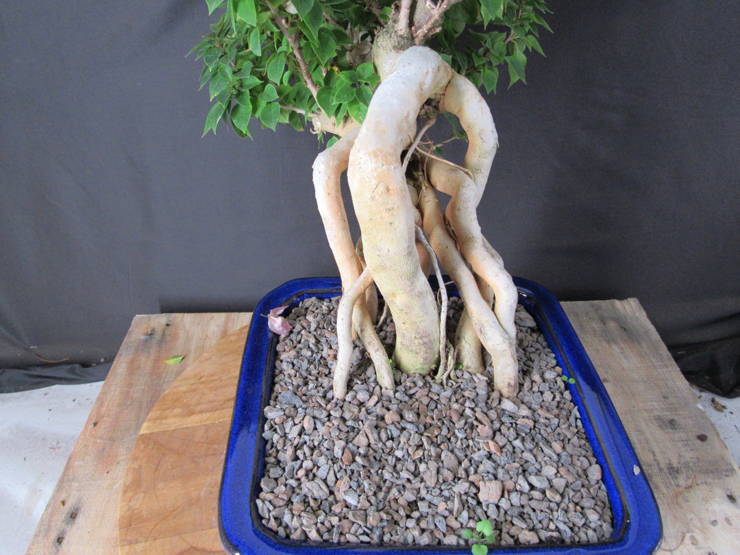 30 Year Old Pink Bougainvillea Semi Cascade Specimen Bonsai Tree - Roots