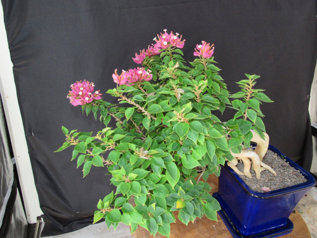 30 Year Old Pink Bougainvillea Semi Cascade Specimen Bonsai Tree - Side