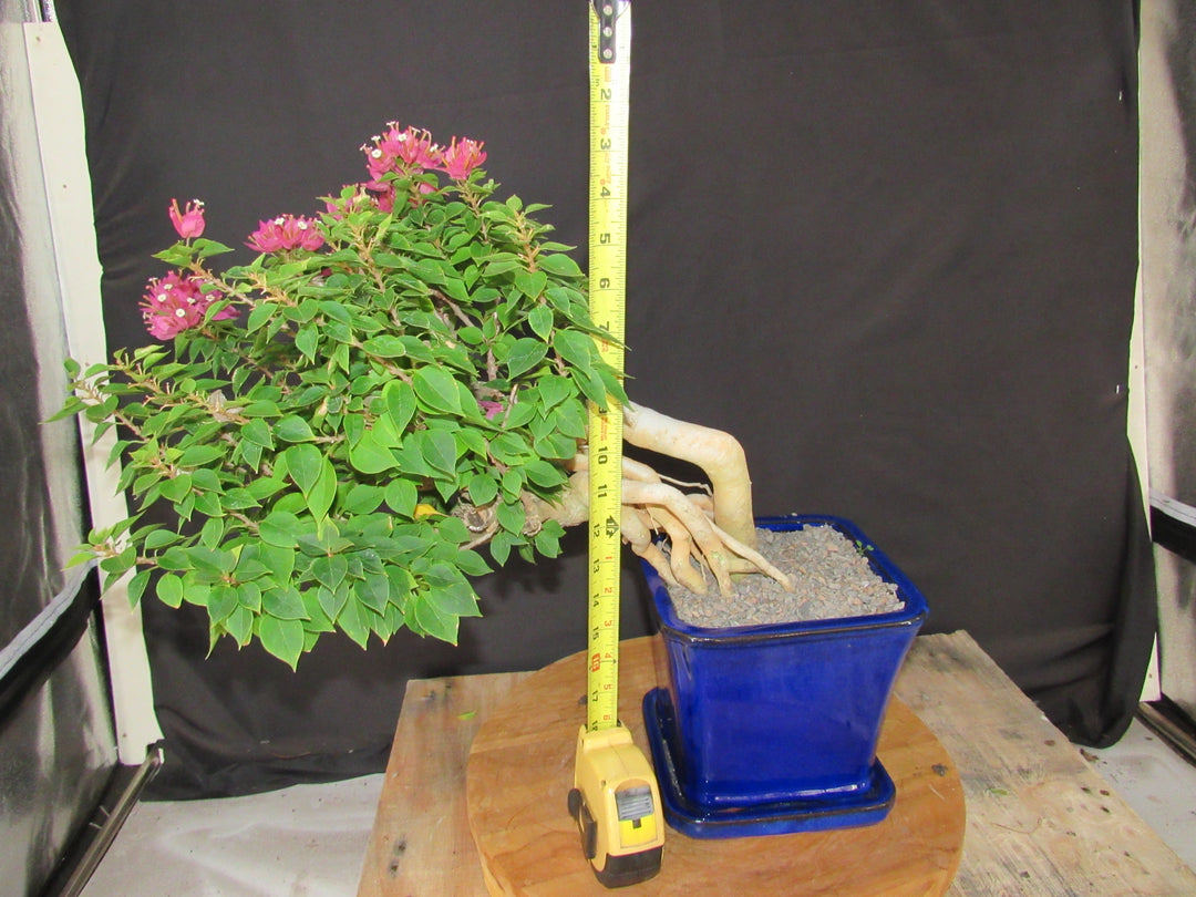 30 Year Old Pink Bougainvillea Semi Cascade Specimen Bonsai Tree - Size
