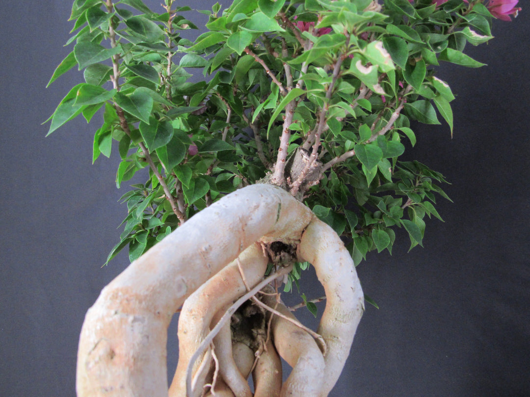 30 Year Old Pink Bougainvillea Semi Cascade Specimen Bonsai Tree - Trunk