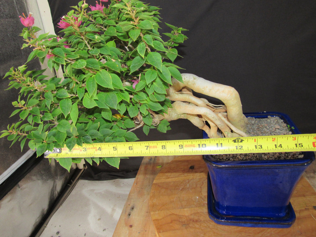30 Year Old Pink Bougainvillea Semi Cascade Specimen Bonsai Tree - Width