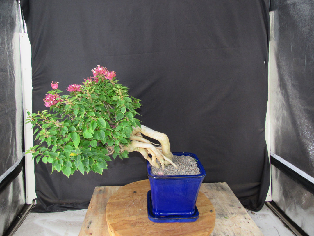 30 Year Old Pink Bougainvillea Semi Cascade Specimen Bonsai Tree