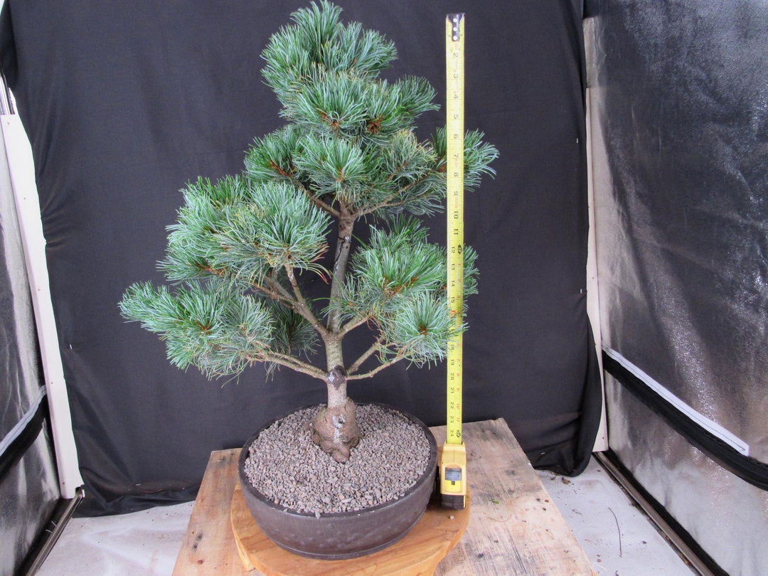 32 Year Old Japanese White Pine Specimen Bonsai Tree - Size