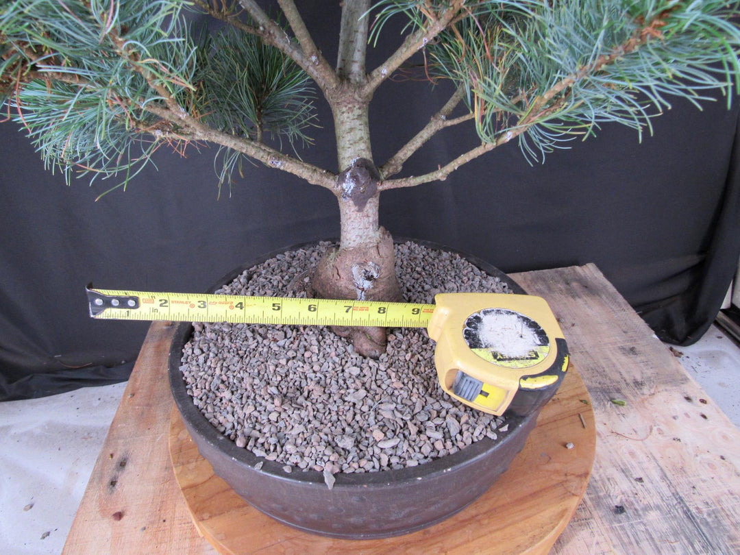 32 Year Old Japanese White Pine Specimen Bonsai Tree - Width