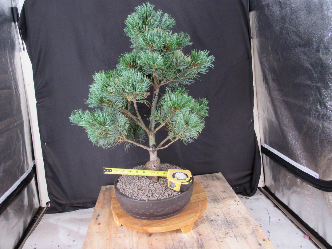 32 Year Old Japanese White Pine Specimen Bonsai Tree - Across