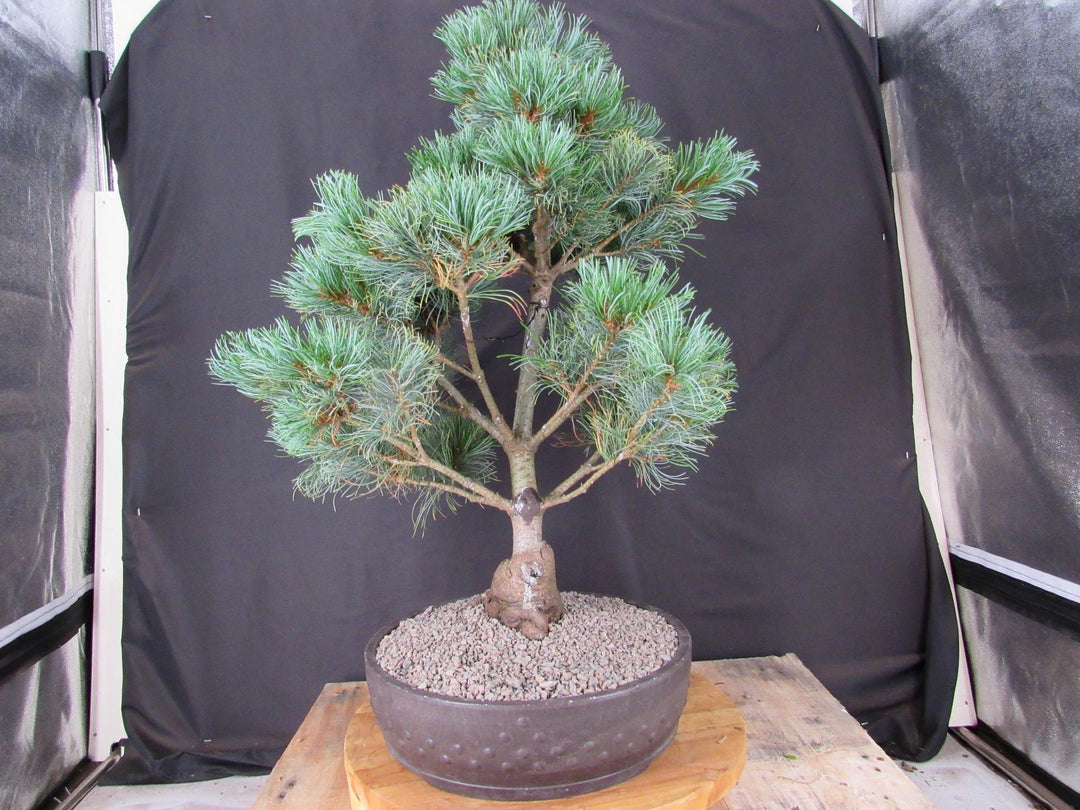 32 Year Old Japanese White Pine Specimen Bonsai Tree - Profile