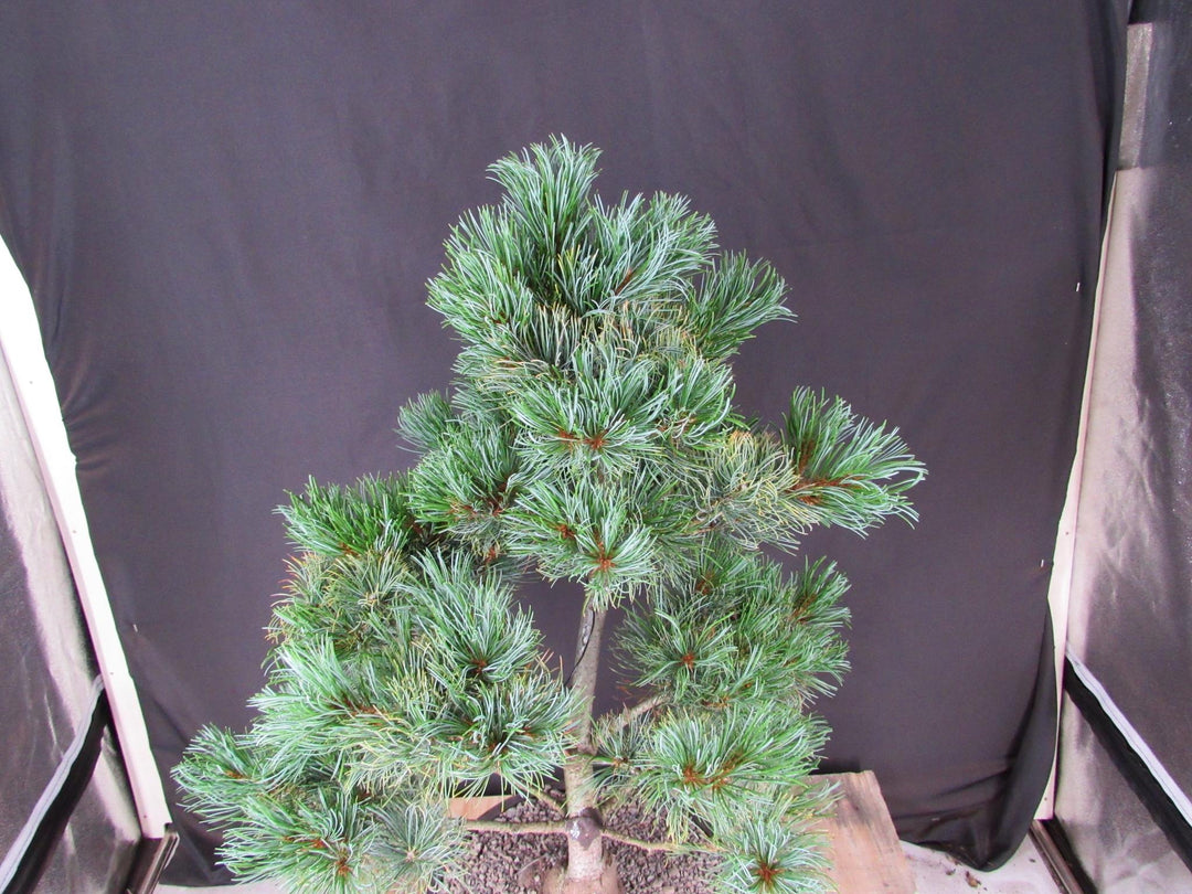 32 Year Old Japanese White Pine Specimen Bonsai Tree - Foliage
