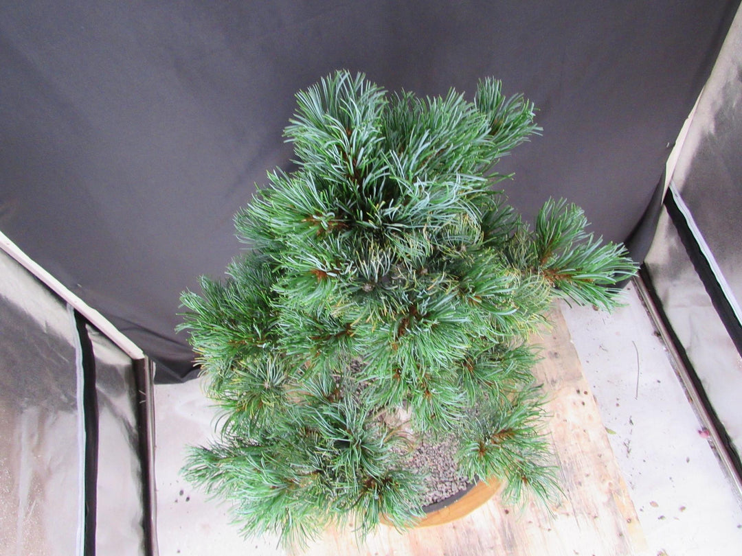 32 Year Old Japanese White Pine Specimen Bonsai Tree - Birdseye