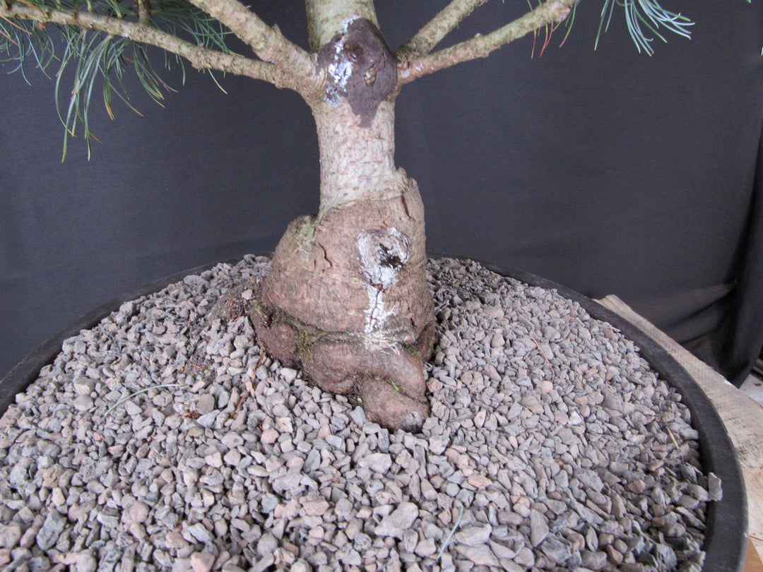 32 Year Old Japanese White Pine Specimen Bonsai Tree - Trunk
