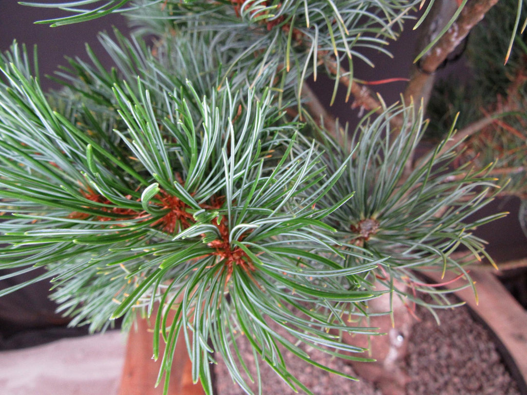32 Year Old Japanese White Pine Specimen Bonsai Tree - Needles