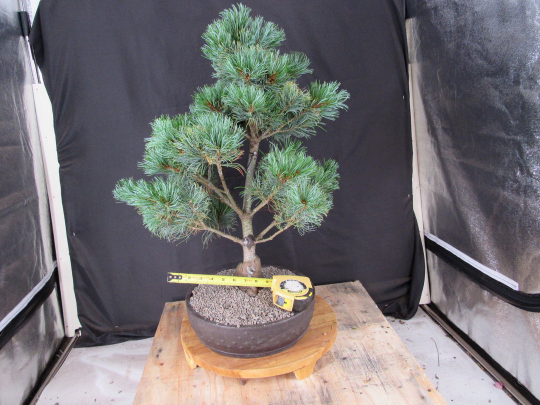 32 Year Old Japanese White Pine Specimen Bonsai Tree - Across