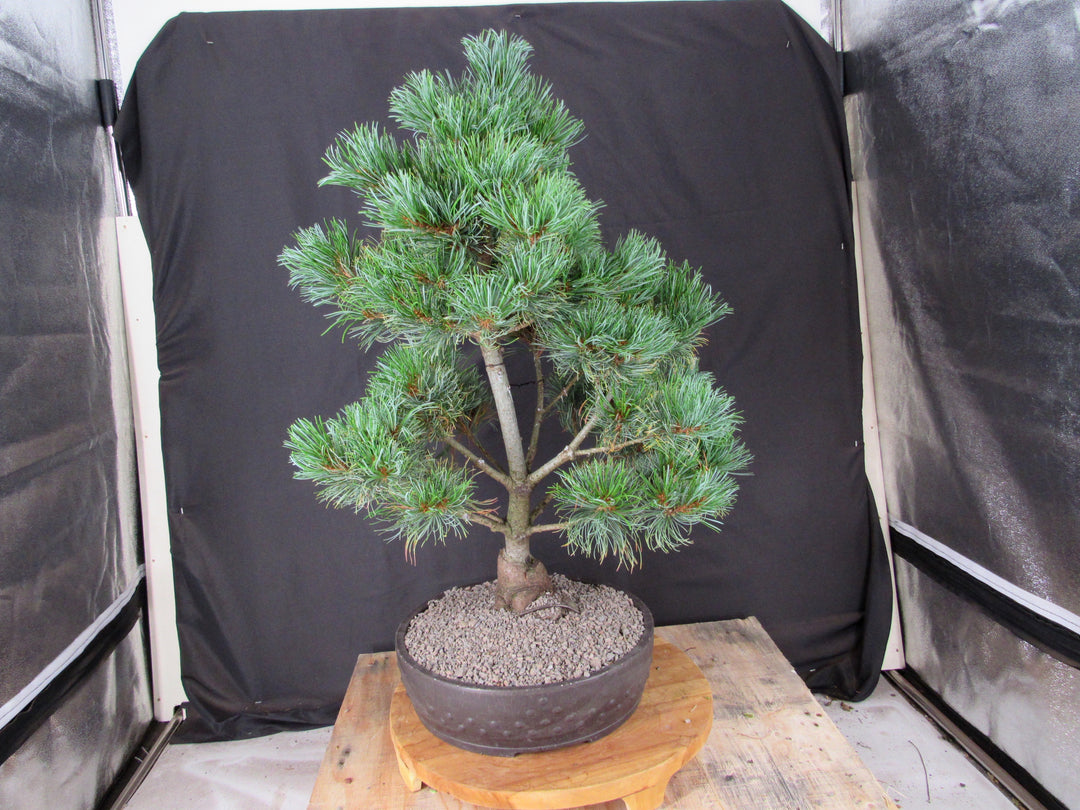 32 Year Old Japanese White Pine Specimen Bonsai Tree - Back
