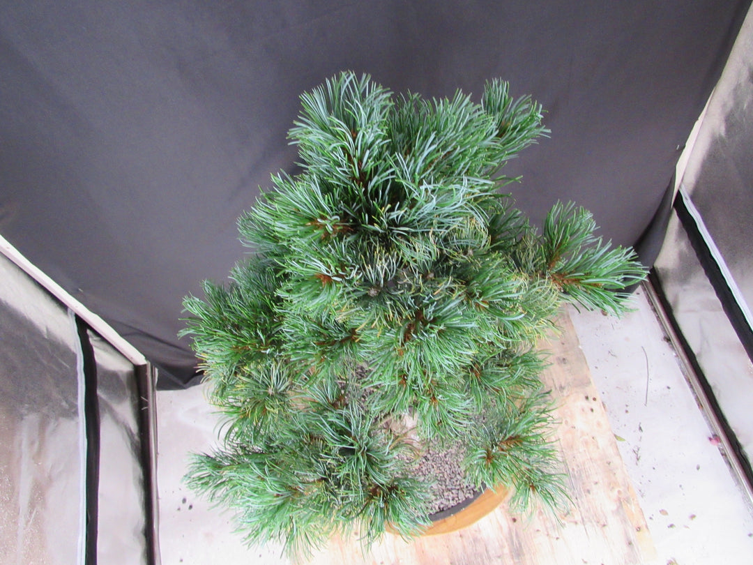 32 Year Old Japanese White Pine Specimen Bonsai Tree - Birdseye