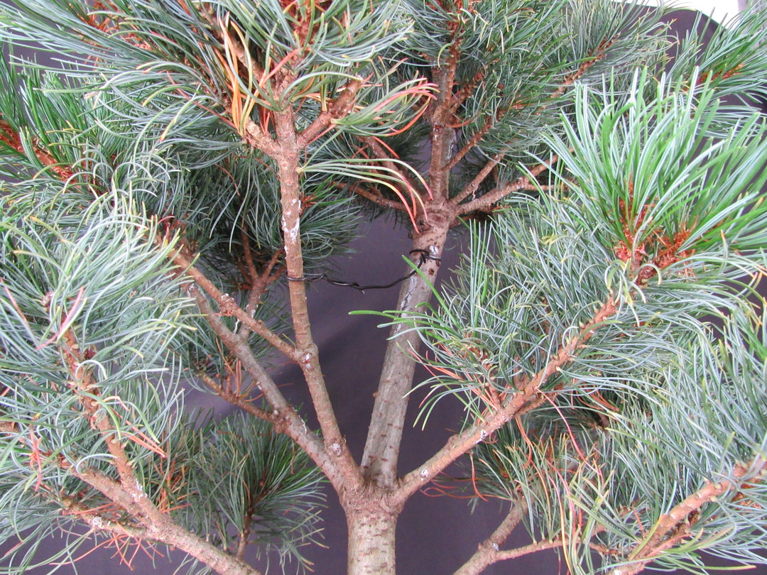 32 Year Old Japanese White Pine Specimen Bonsai Tree - Branches