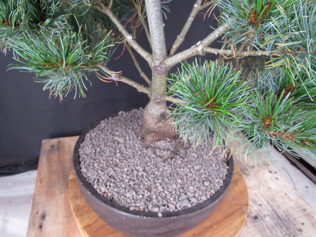 32 Year Old Japanese White Pine Specimen Bonsai Tree - Cones
