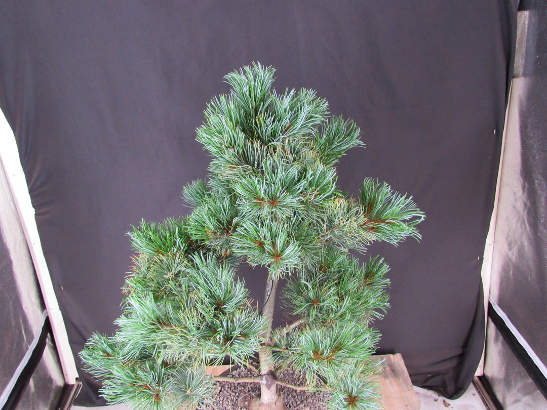 32 Year Old Japanese White Pine Specimen Bonsai Tree - Foliage