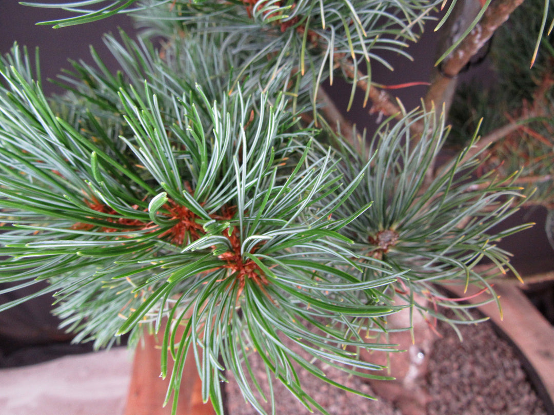 32 Year Old Japanese White Pine Specimen Bonsai Tree - Needles