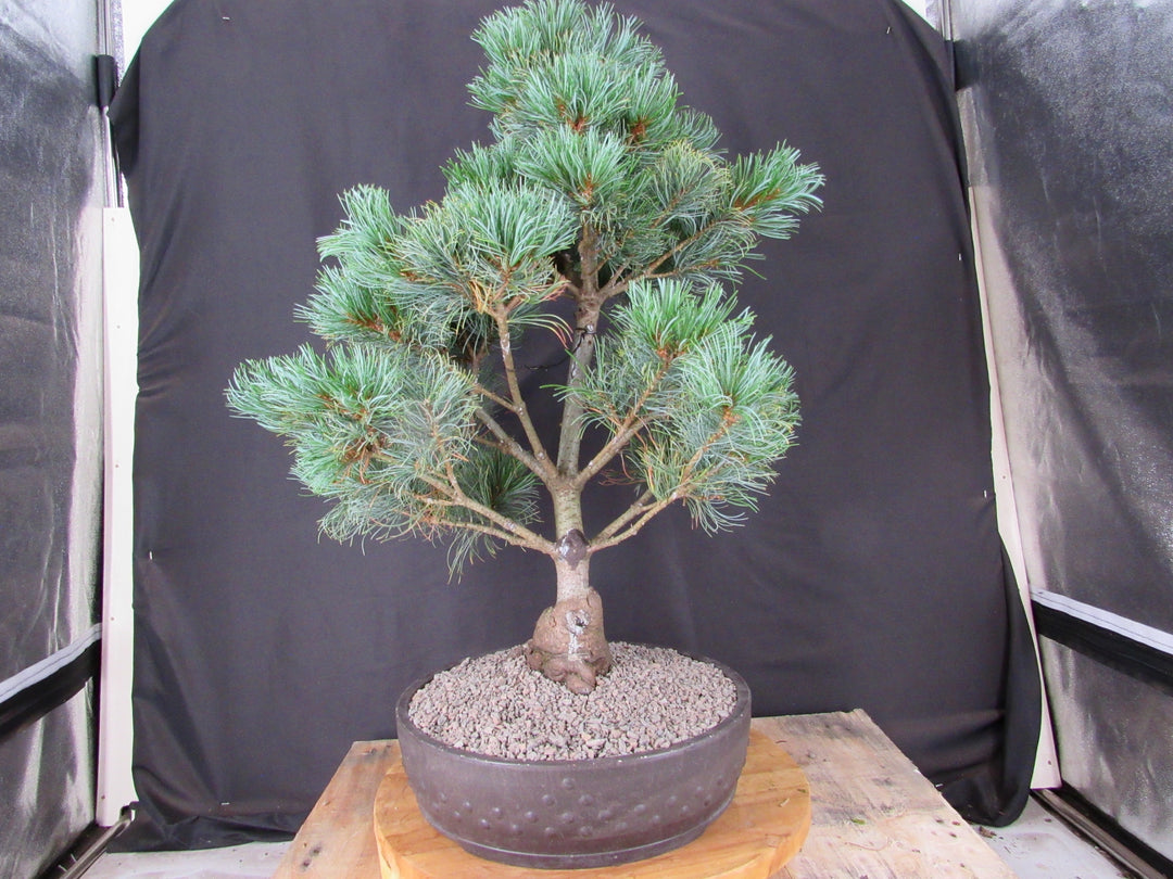32 Year Old Japanese White Pine Specimen Bonsai Tree - Profile