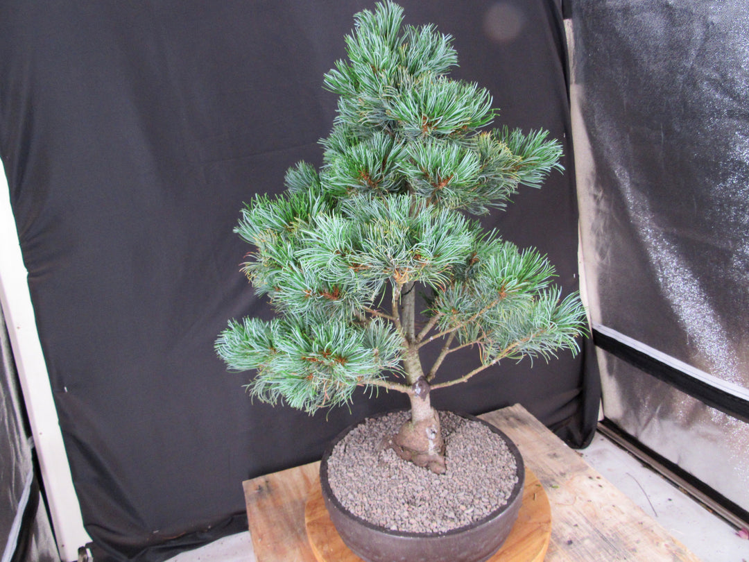 32 Year Old Japanese White Pine Specimen Bonsai Tree - Side