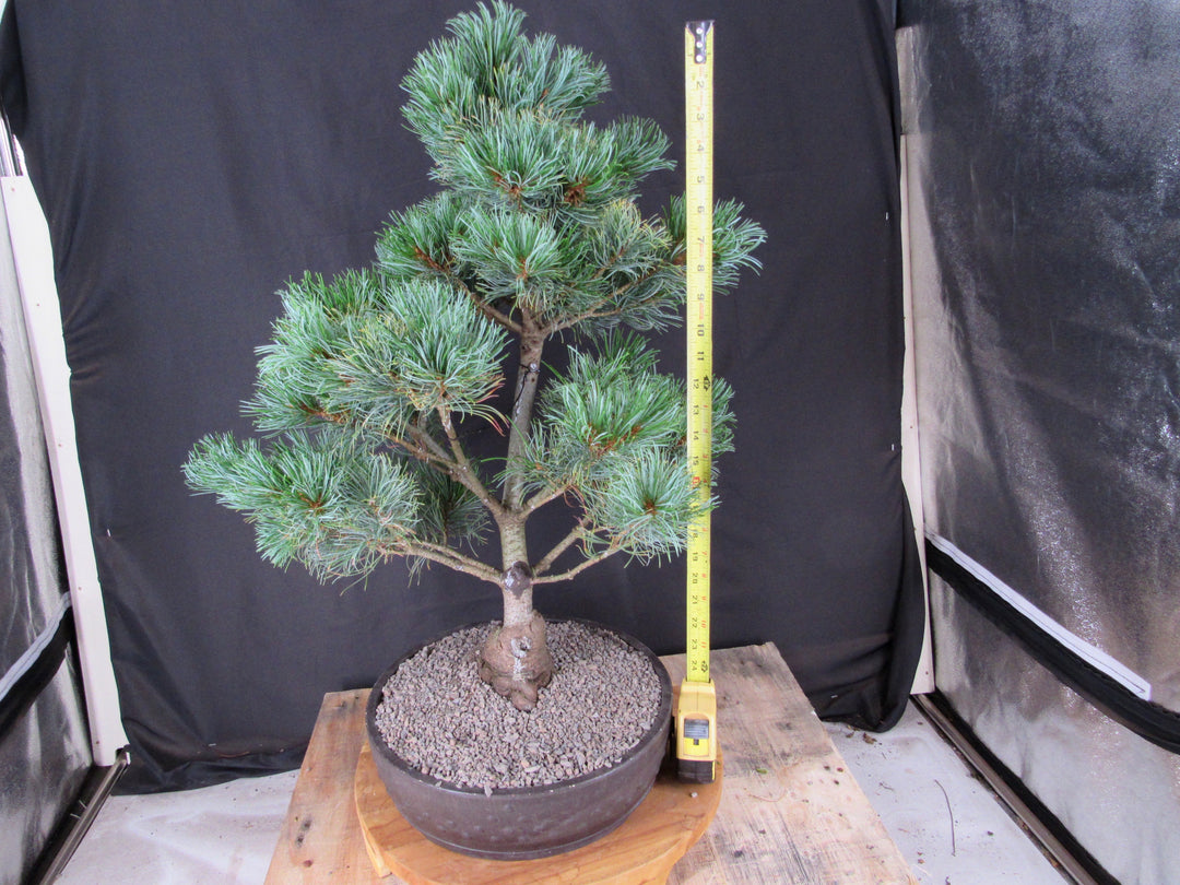 32 Year Old Japanese White Pine Specimen Bonsai Tree - Size