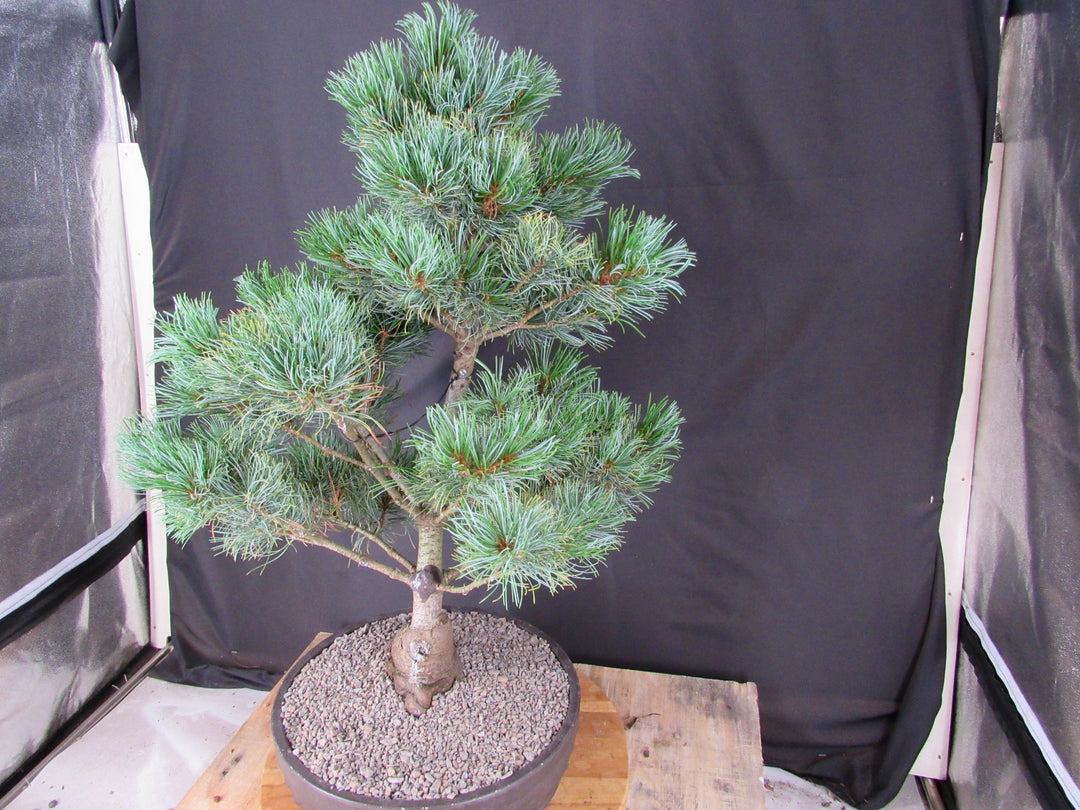 32 Year Old Japanese White Pine Specimen Bonsai Tree - Stronger Side
