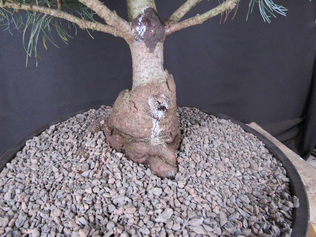32 Year Old Japanese White Pine Specimen Bonsai Tree - Trunk
