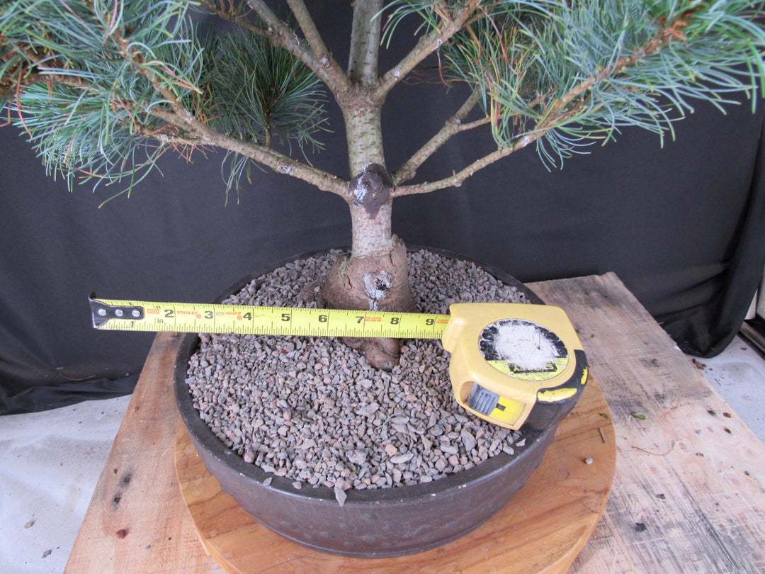 32 Year Old Japanese White Pine Specimen Bonsai Tree - Width