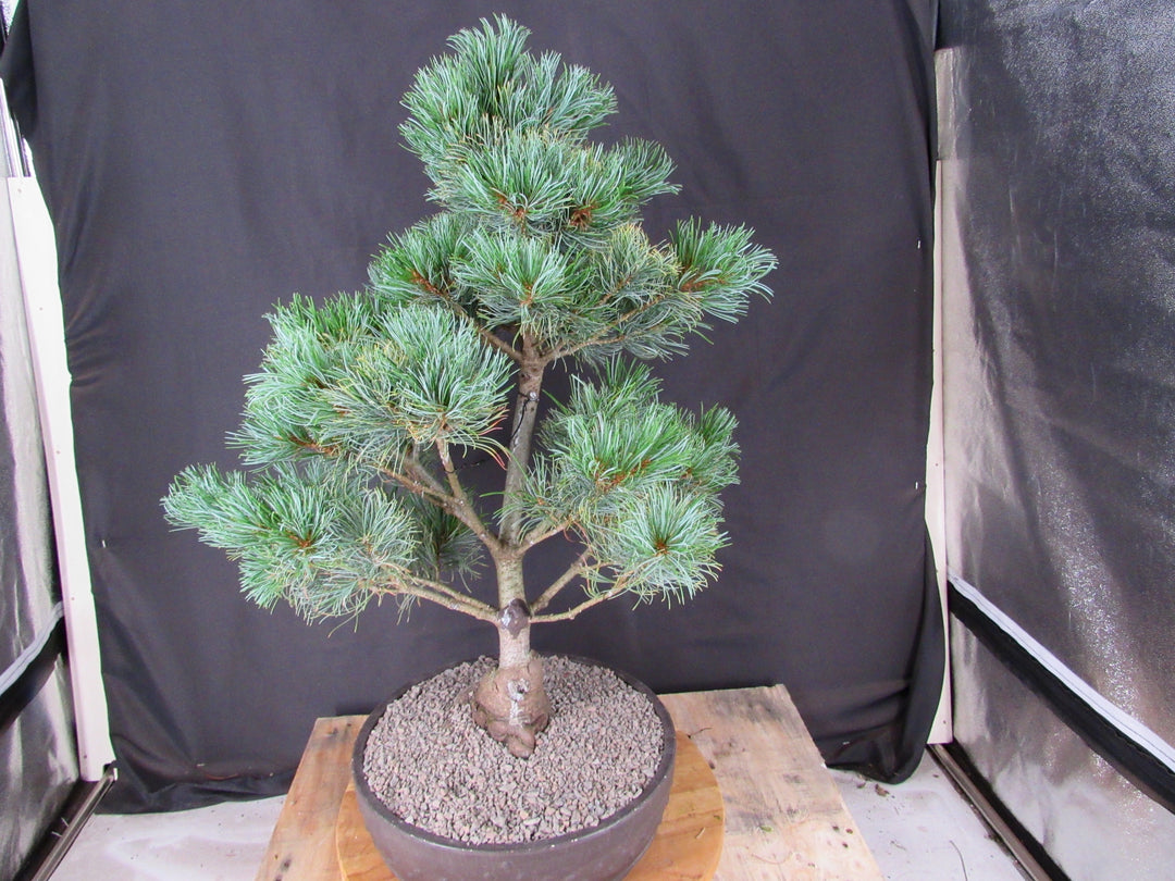 32 Year Old Japanese White Pine Specimen Bonsai Tree