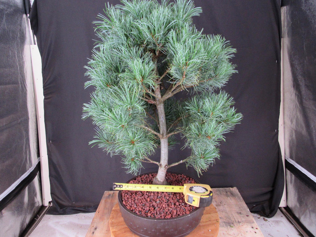 34 Year Old Japanese White Pine Specimen Bonsai Tree - Size