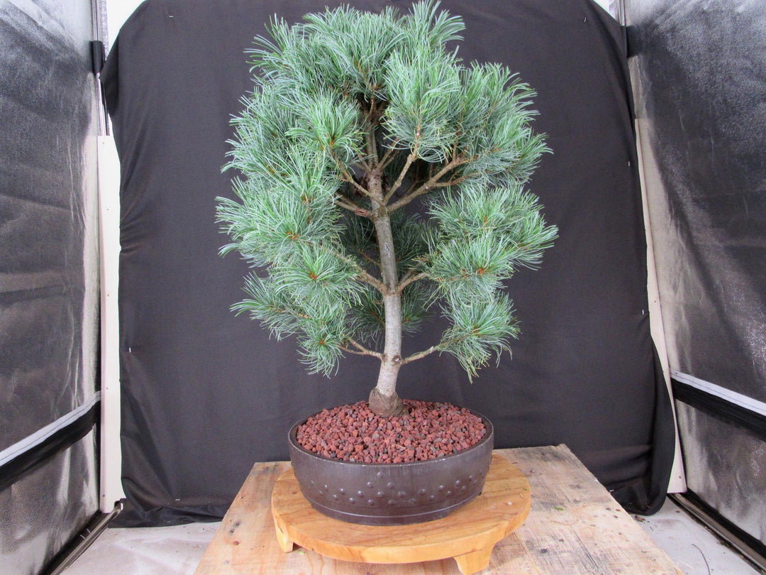 34 Year Old Japanese White Pine Specimen Bonsai Tree - Profile