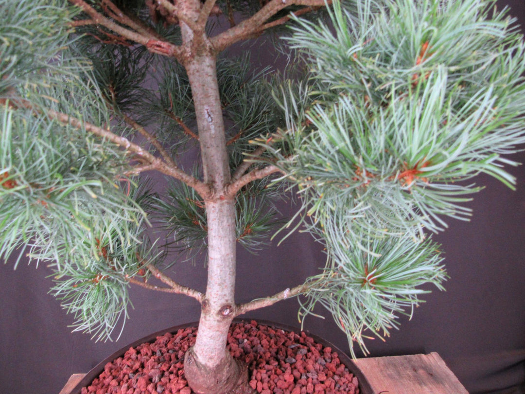 34 Year Old Japanese White Pine Specimen Bonsai Tree - Trunk