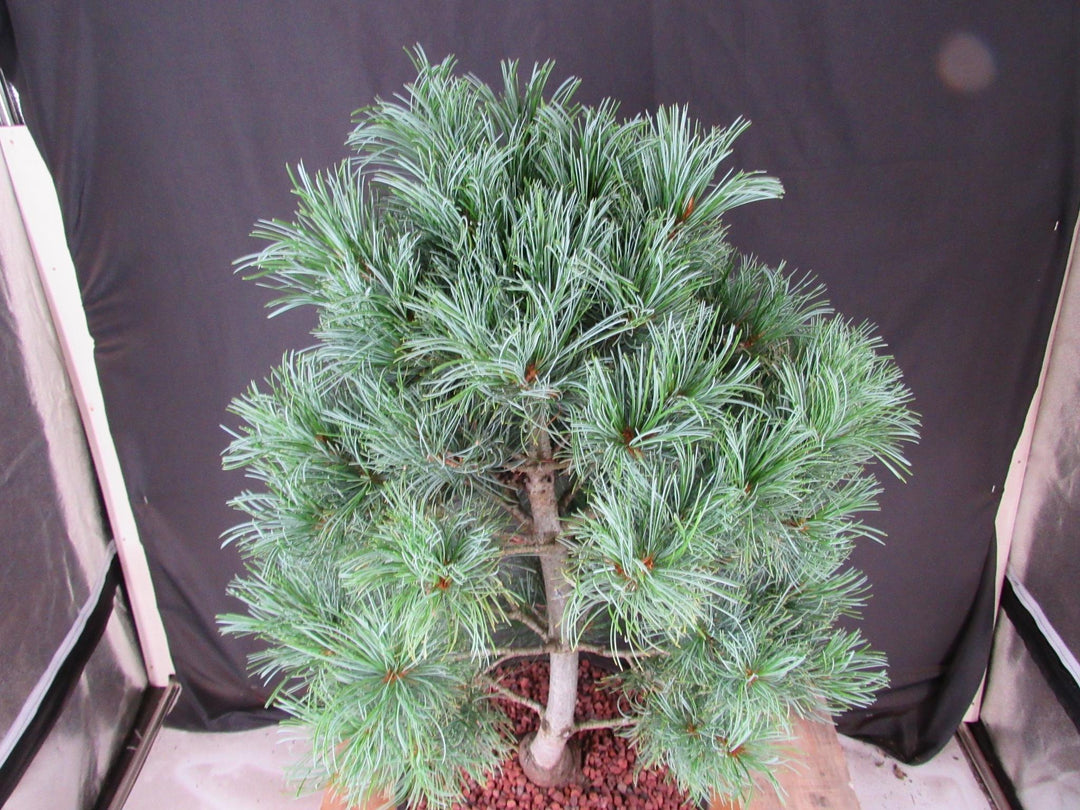 34 Year Old Japanese White Pine Specimen Bonsai Tree - Needles