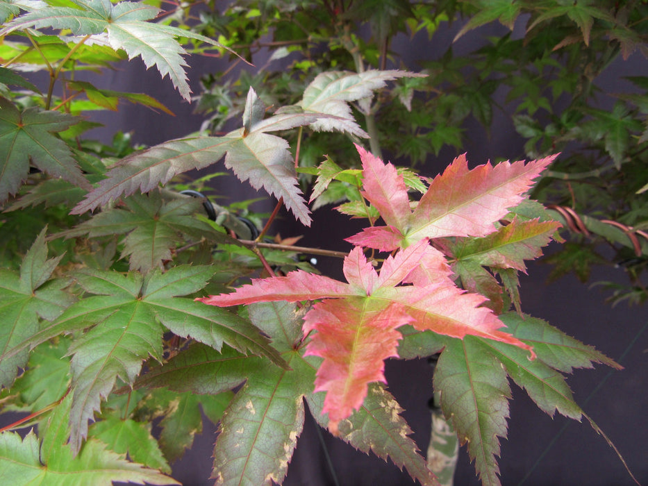 34 Year Old Shindeshojo Japanese Maple Specimen Bonsai Tree Red Leaves