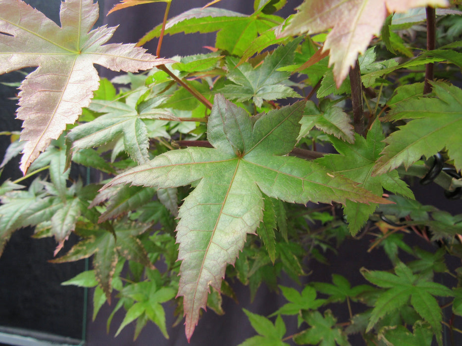 34 Year Old Shindeshojo Japanese Maple Specimen Bonsai Tree Green Leaves