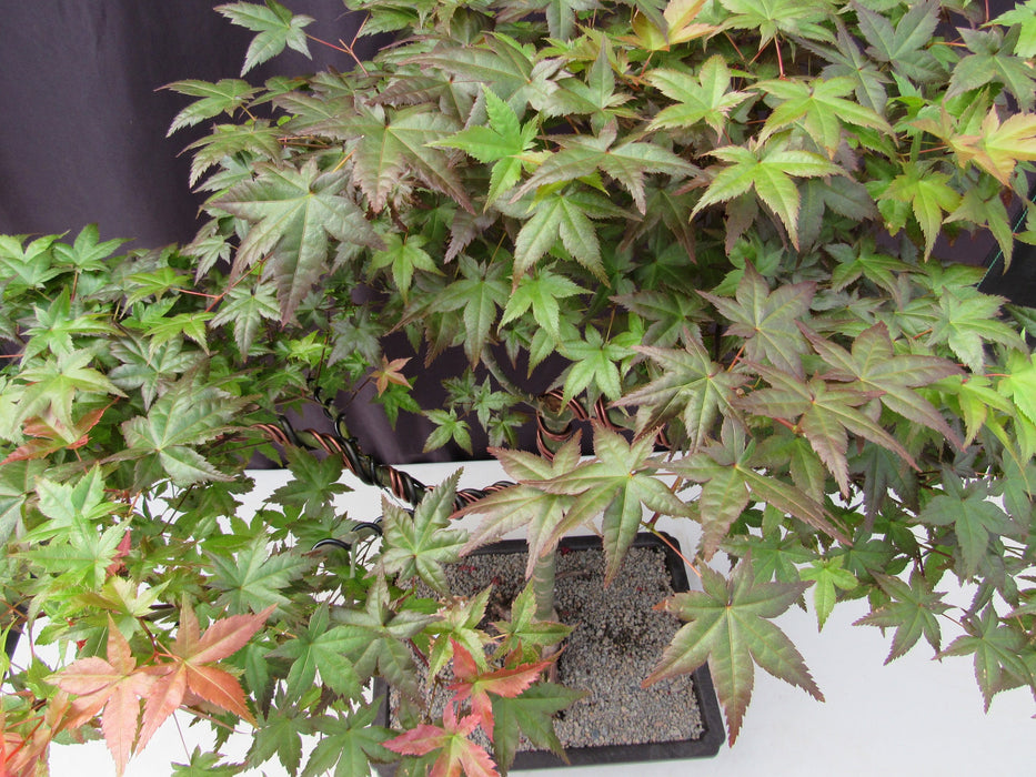 34 Year Old Shindeshojo Japanese Maple Specimen Bonsai Tree Top