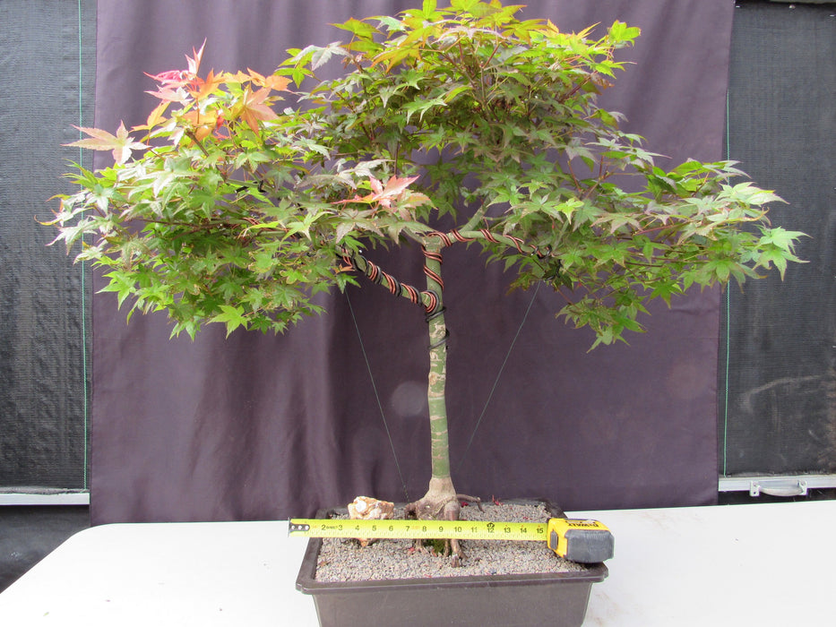 34 Year Old Shindeshojo Japanese Maple Specimen Bonsai Tree Size
