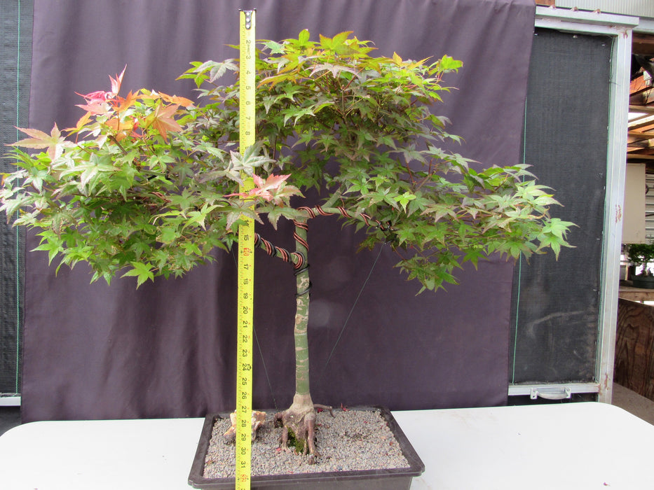 34 Year Old Shindeshojo Japanese Maple Specimen Bonsai Tree Height