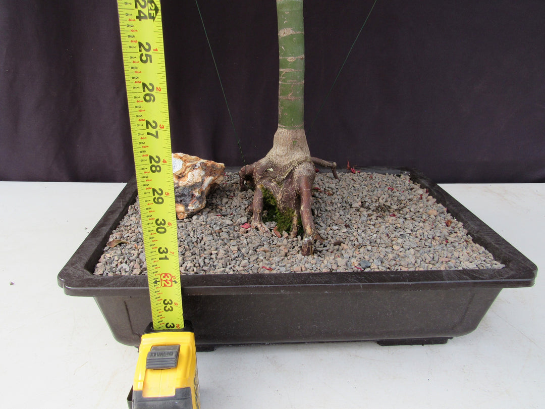 34 Year Old Shindeshojo Japanese Maple Specimen Bonsai Tree Tall