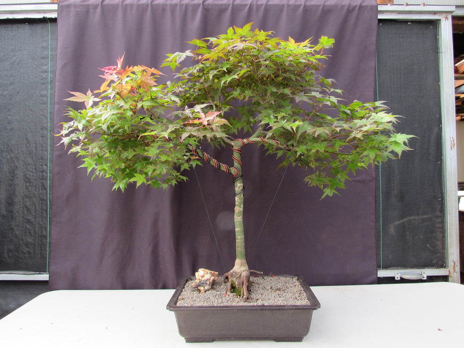 34 Year Old Shindeshojo Japanese Maple Specimen Bonsai Tree Profile