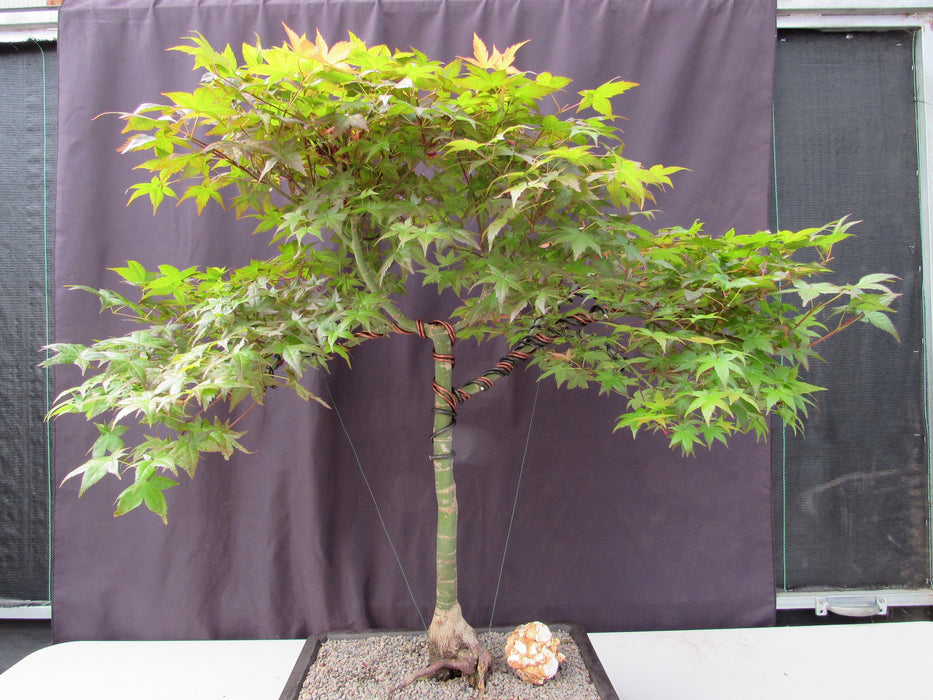 34 Year Old Shindeshojo Japanese Maple Specimen Bonsai Tree Training