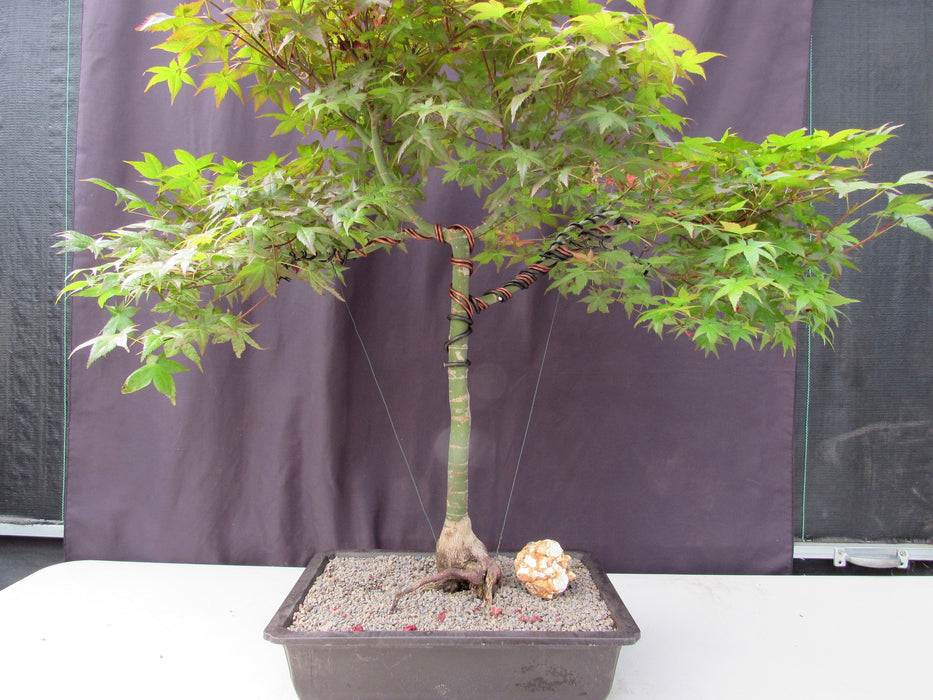 34 Year Old Shindeshojo Japanese Maple Specimen Bonsai Tree Wired